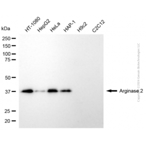 KD-Validated ARG2 Rabbit pAb (20 μl)