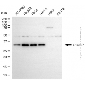 KD-Validated C1QBP Rabbit pAb (20 μl)