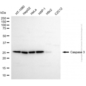 KD-Validated CASP3 Rabbit pAb (20 μl)