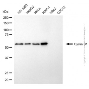 KD-Validated CCNB1 Rabbit pAb (20 μl)