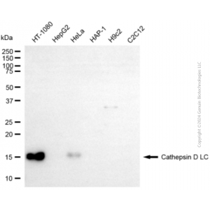 KD-Validated CTSD Rabbit pAb (20 μl)