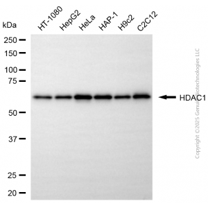 KD-Validated HDAC1 Rabbit pAb (20 μl)