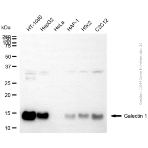 KD-Validated LGALS1 Rabbit pAb (20 μl)