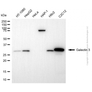 KD-Validated LGALS3 Rabbit pAb (20 μl)