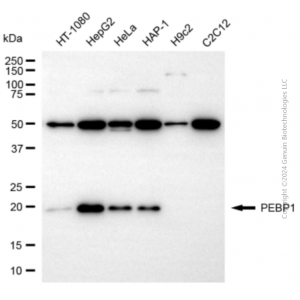 KD-Validated PEBP1 Rabbit pAb (20 μl)