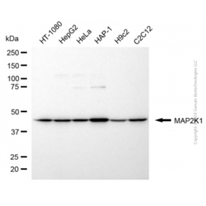 KD-Validated MAP2K1 Rabbit pAb (20 μl)