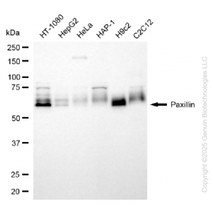 KD-Validated PXN Rabbit pAb (20 μl)