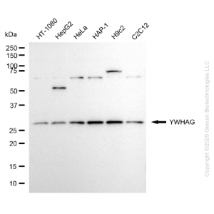 KD-Validated YWHAG Rabbit pAb (20 μl)