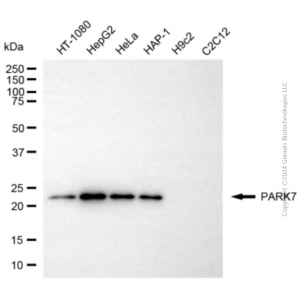 KD-Validated PARK7 Rabbit pAb (20 μl)