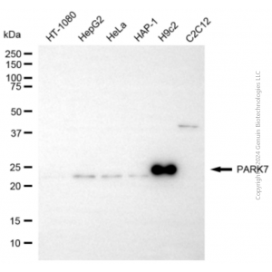 KD-Validated PARK7 Rabbit pAb (20 μl)