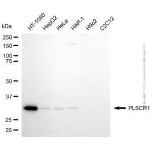 KD-Validated PLSCR1 Rabbit pAb (20 μl)