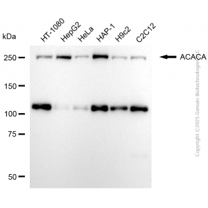 KD-Validated ACACA Rabbit pAb (20 μl)