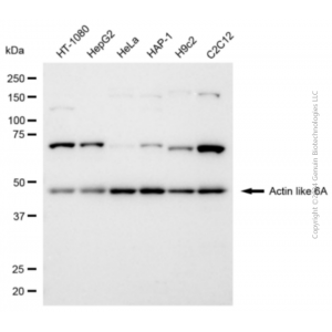 KD-Validated ACTL6A Rabbit pAb (20 μl)