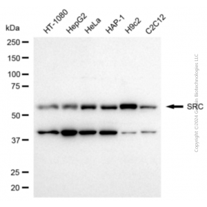 KD-Validated SRC Rabbit pAb (20 μl)