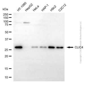 KD-Validated CLIC4 Rabbit pAb (20 μl)