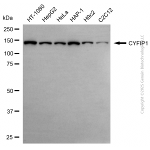 KD-Validated CYFIP1 Rabbit pAb (20 μl)