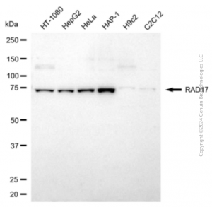 KD-Validated RAD17 Rabbit pAb (20 μl)