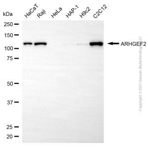 KD-Validated ARHGEF2 Rabbit pAb (20 μl)