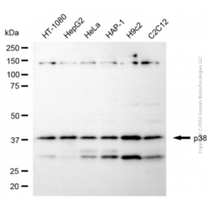 KD-Validated MAPK14 Rabbit pAb (20 μl)