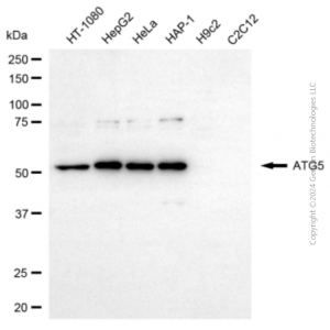KD-Validated ATG5 Rabbit pAb (20 μl)