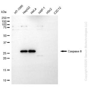 KD-Validated Cleaved-CASP8 Rabbit pAb (20 μl)