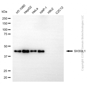 KD-Validated SH3GL1 Mouse mAb (20 μl)