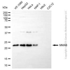 KD-Validated MMAB Mouse mAb (20 μl)