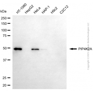KD-Validated PIP4K2A Mouse mAb (20 μl)