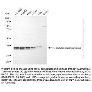 KD-Validated NAGK Mouse mAb (20 μl)