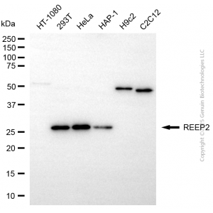 KD-Validated REEP2 Mouse mAb (20 μl)