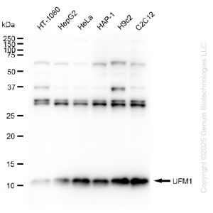 KD-Validated UFM1 Rabbit mAb (20 μl)