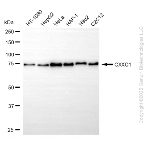KD-Validated CXXC1 Rabbit mAb (20 μl)
