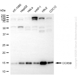 KD-Validated COX5B Rabbit mAb (20 μl)