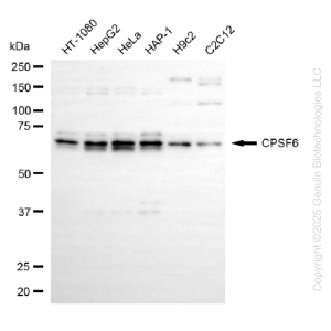 KD-Validated CPSF6 Rabbit mAb (20 μl)