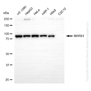 KD-Validated MARS1 Rabbit mAb (20 μl)