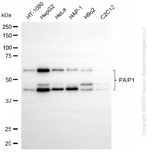KD-Validated PAIP1 Rabbit mAb (20 μl)