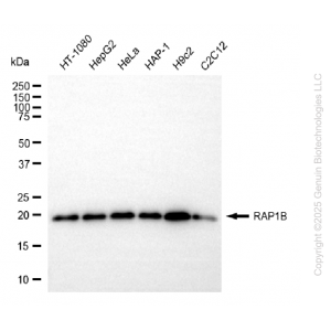 KD-Validated RAP1B Rabbit mAb (20 μl)