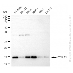 KD-Validated DYNLT1 Rabbit mAb (20 μl)