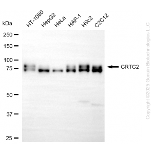 KD-Validated CRTC2 Rabbit mAb (20 μl)