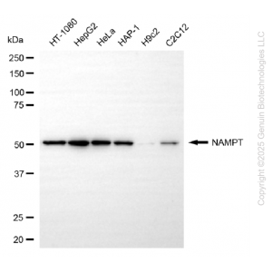 KD-Validated NAMPT Rabbit mAb (20 μl)
