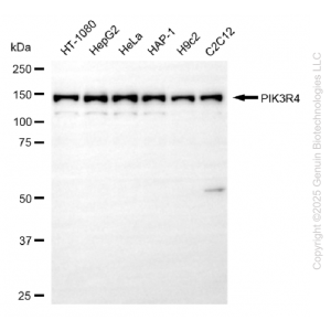 KD-Validated PIK3R4 Rabbit mAb (20 μl)