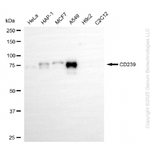 KD-Validated BCAM Rabbit mAb (20 μl)