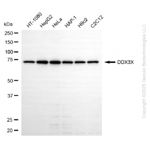 KD-Validated DDX3X Mouse mAb (20 μl)