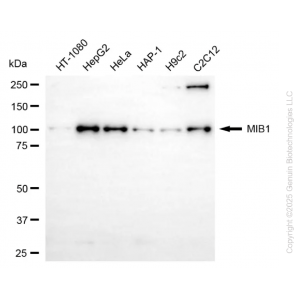 KD-Validated MIB1 Rabbit mAb (20 μl)