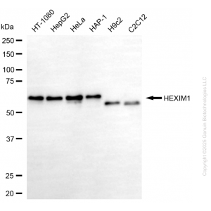 KD-Validated HEXIM1 Mouse mAb (20 μl)
