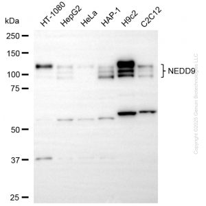 KD-Validated NEDD9 Mouse mAb (20 μl)