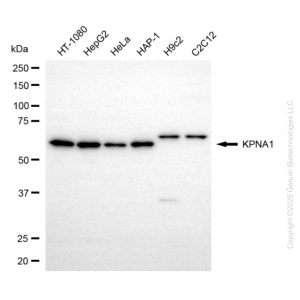 KD-Validated KPNA1 Mouse mAb (20 μl)