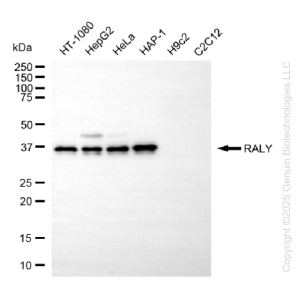 KD-Validated RALY Mouse Oligoclonal Antibody (20 μl)