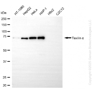 KD-Validated TXLNA Mouse Oligoclonal Antibody (20 μl)