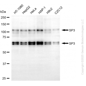 KD-Validated SP3 Mouse mAb (20 μl)
